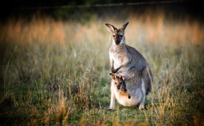 Macropod with joey