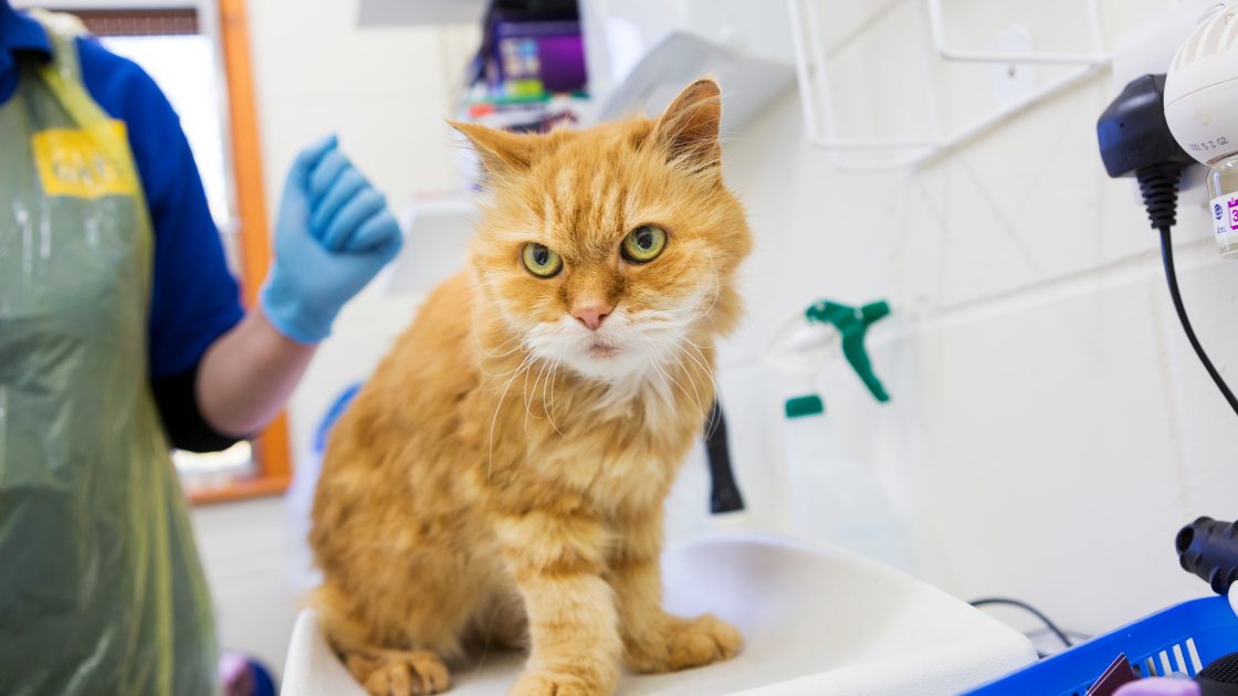 Inquiry Into The Problem Of Feral And Domestic Cats In Australia 