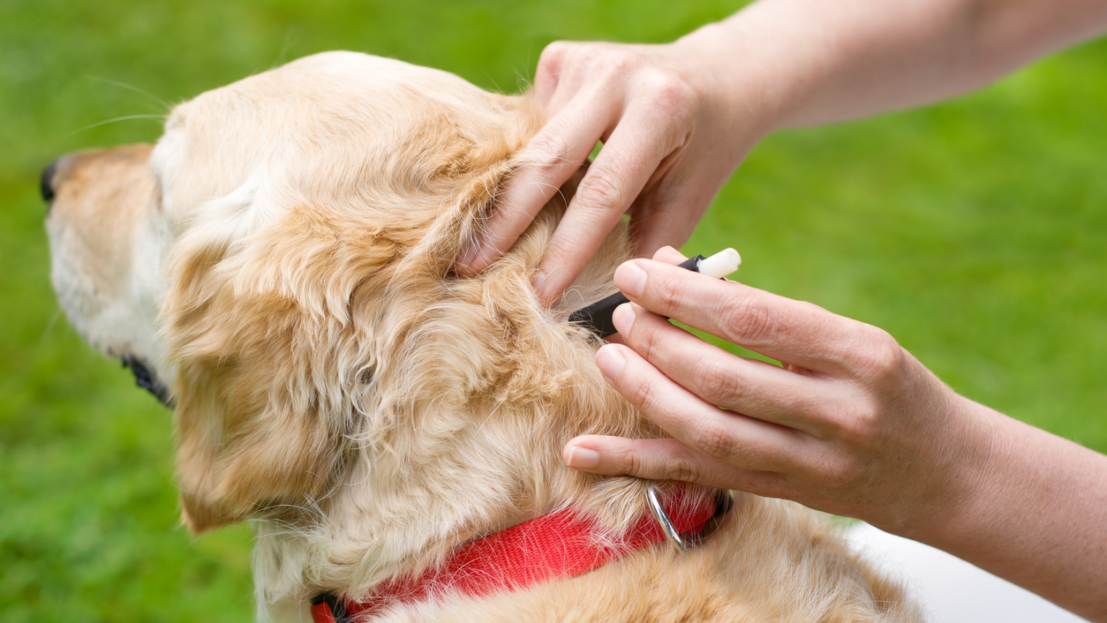 Pets in Australia: A national survey of pets and people 2025 « Animal ...